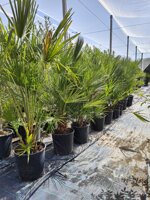 palma-nana-di-san-pietro-chamaerops-humilis-h-120140-cm