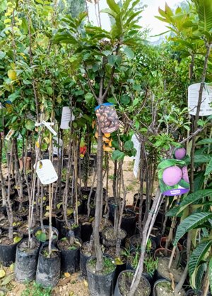 susina-alberi-da-frutto-in-fitocella-varieta-susina-pappagona-susina-president-black-amber