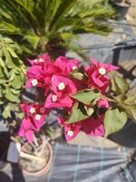 bougainvillea-vs-18-h-110130-cm