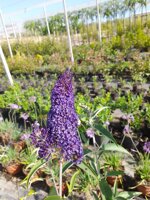 buddleja-davidii-adonis-blue-pianta-delle-farfalle-vs16