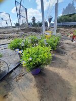 felicia-amelloides-agathea-margerita-blu-azzurra-vaso-15