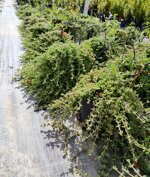 drosanthemum-hispidum-barba-di-giove-vs16