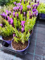 lavanda-lavandula-angustifolia-vs14-pianta-aromatica