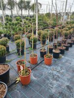 acer-palmatum-acero-palmato-ad-alberello-vs-20-h-80-cm