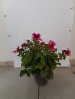 geranio-macranta-pelargonium-macranta-vaso-14-rosso-rosa-e-viola-sfumati