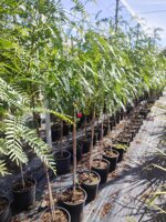 schinus-molle-falso-pepe