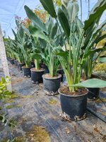 tris-strelitzia-reginae-uccello-del-paradiso-vaso-10-litri-h-80-90-cm