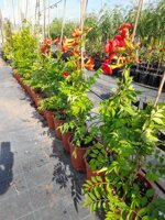 campis-grandiflora-bignonia-vs18-h-5060-cm