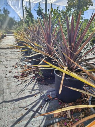 cordyline red star.jpeg