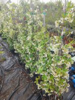 rhyncospermum-jasminoides-falso-gelsomino-h-90110-cm