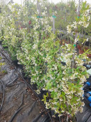 rhyncospermum-jasminoides-falso-gelsomino-pianta-fiorita-rampicante-sempreverde