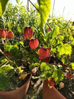 abutilon-megapotamicum-lanterna-cinese-vaso-18