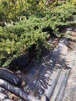 juniperus-conferta-blue-pacific-ginepro-vs18