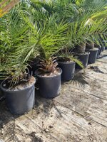 phoenix-canariensis-vs-28