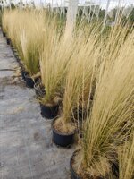 stipa-tenuissima-vs18