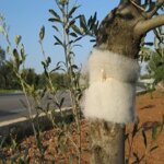 rincotrap-trappola-per-insetti-oziorrinco-e-forficula-15-cm-2025-metri-x-2