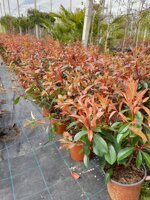 photinia-red-robin-vaso-18