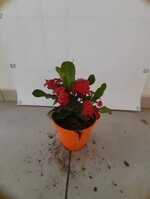 euphorbia-milii-vaso-14-rosso-rosa-giallo-pesco