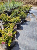 escallonia-red-dream-vs-18