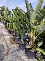 strelitzia-augusta-vs-202540