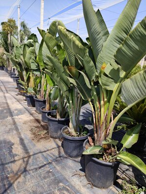 strelitzia-augusta-vs-202540