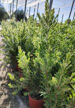 callistemon-captain-cook-vaso-18-h-7080