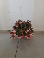 fucsia-fuchsia-vaso-18-rosso-e-bianco-viola-e-rosso