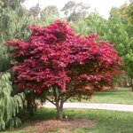 acer-palmatum-acero-palmato-ad-alberello-vs-20-h-80-cm