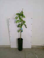 avocado-persea-americana-varieta-hass-e-bacon-innestato-in-vaso-h-80100-cm