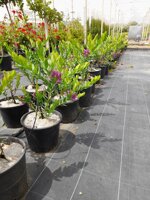 polygala-myrtifolia-vs18