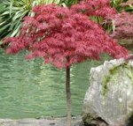 acer-palmatum-dissectum-garnet-acero-palmato-vs-20-h-80-100-cm