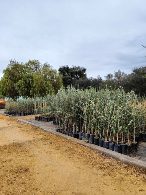 olivo ineestato.jpeg