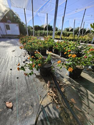 lantana-camara-vaso-15-a-cespuglio-fucsia-arancione-rosso