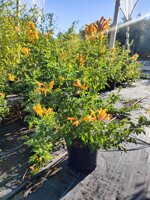 bignonia-capensis-tecomaria-capensis-vs-18