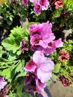 geranio-macranta-pelargonium-macranta-vaso-14-rosso-rosa-e-viola-sfumati