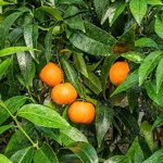 mandarino-clementino-in-fitocella-h-140150-cm-agrumi