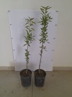 mandorlo-innestato-prunus-dulcis-in-vaso-h-7080-cm