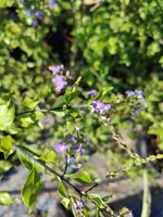 duranta-ellisia-vaso-18