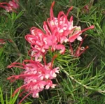 grevillea-juniperina-vs-16