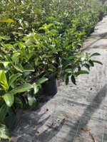 viburnum-lucidum-viburno-lucido-vaso-18-h-5060-cm