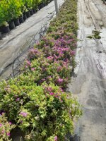 drosanthemum-hispidum-barba-di-giove-vs16