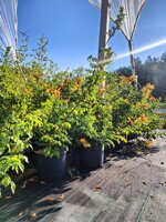 bignonia-capensis-tecomaria-capensis-vs-18