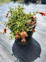 punica-granatum-nana-melograno-nano-vaso-18