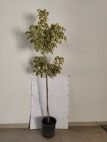 acer-negundo-vs20-h-150170-cm