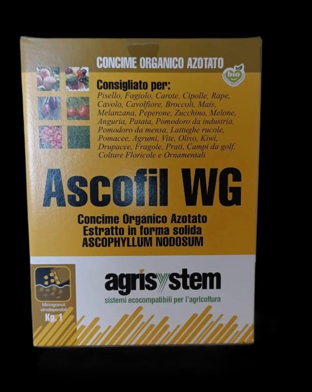 ascolfi-wg.jpeg ascolfi-wg.jpeg