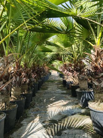 washingtonia robusta.jpeg