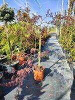 acer-palmatum-atropurpureum-acero-palmato-ad-alberello-vs-20-h-80-100-cm