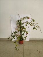 abutilon-megapotamicum-lanterna-cinese-vaso-18