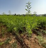 mandorlo-innestato-prunus-dulcis-a-radice-nuda-di-1-anno