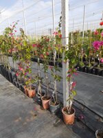 bougainvillea-vs-18-h-110130-cm